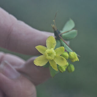 Berberis morrisonensis unspecified picture