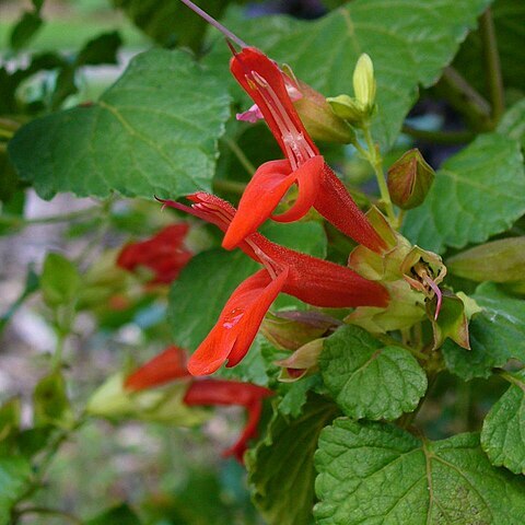 Salvia regla unspecified picture