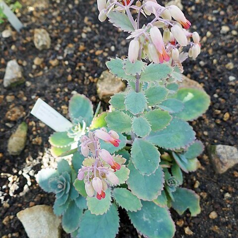 Kalanchoe serrata unspecified picture