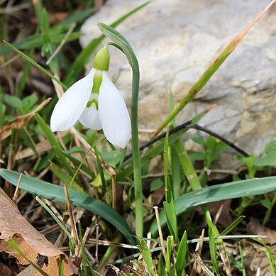 Galanthus plicatus subsp. byzantinus unspecified picture