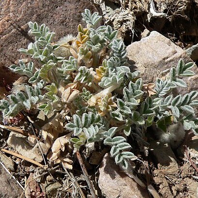 Astragalus purshii var. tinctus unspecified picture