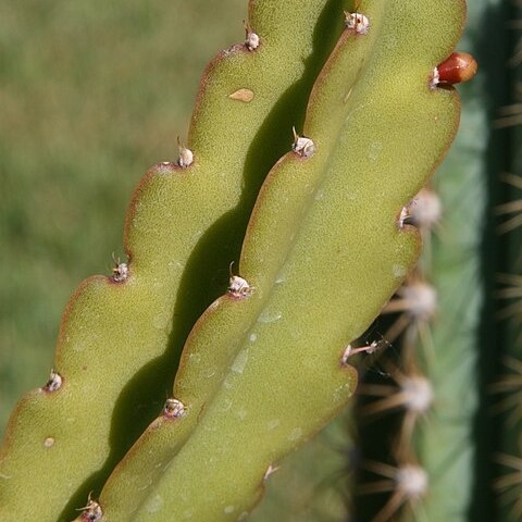 Rhipsalis russellii unspecified picture