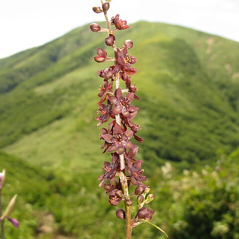 Veratrum maackii var. japonicum unspecified picture