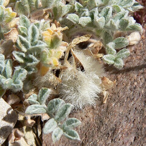 Astragalus purshii var. tinctus unspecified picture