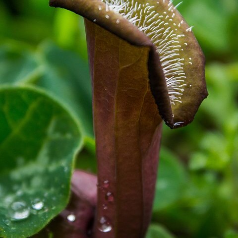 Aristolochia chilensis unspecified picture