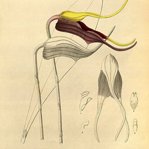 Masdevallia elephanticeps unspecified picture