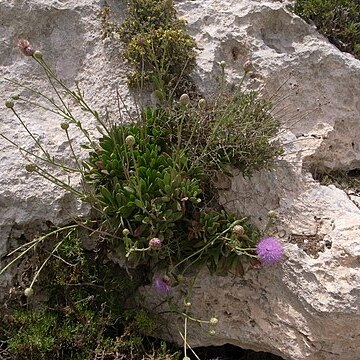 Cheirolophus crassifolius unspecified picture