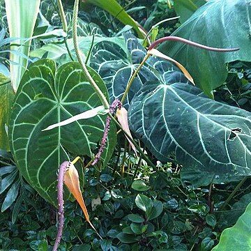 Anthurium crystallinum unspecified picture