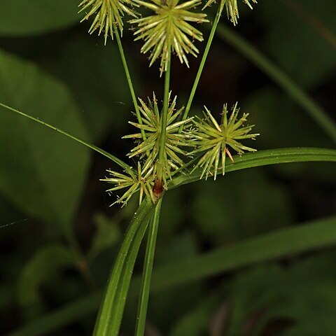 Cyperus lancastriensis unspecified picture