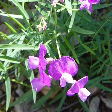 Lathyrus graminifolius unspecified picture