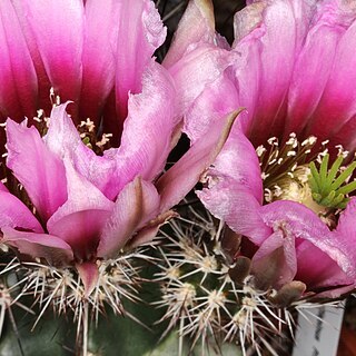 Echinocereus fendleri subsp. rectispinus unspecified picture