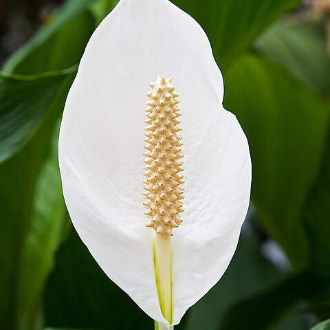 Spathiphyllum unspecified picture