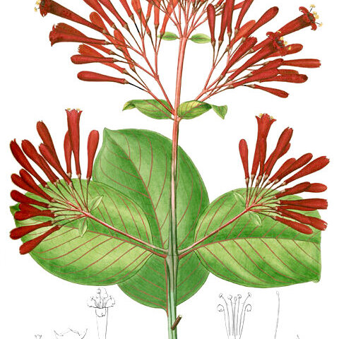 Ferdinandusa speciosa unspecified picture