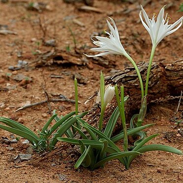 Pancratium parvum unspecified picture