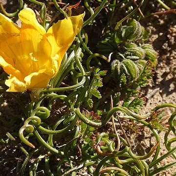 Romulea tortuosa unspecified picture