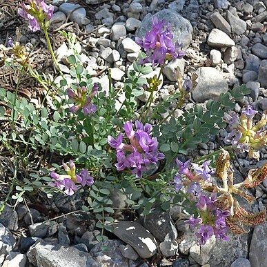 Astragalus beckwithii unspecified picture