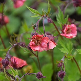 Geum magellanicum unspecified picture