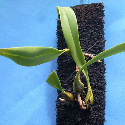 Bulbophyllum bittnerianum unspecified picture