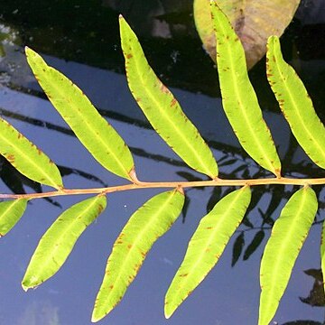 Acrostichum speciosum unspecified picture