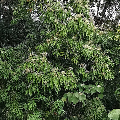 Lithocarpus hancei unspecified picture