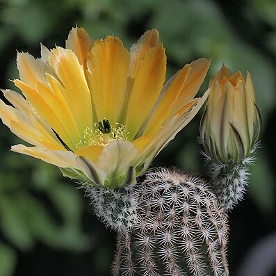 Echinocereus pectinatus subsp. wenigeri unspecified picture