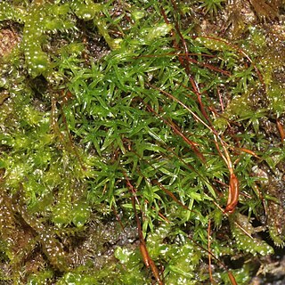 Bryoerythrophyllum recurvirostrum unspecified picture