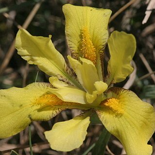 Iris humilis unspecified picture