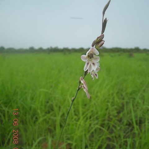 Gladiolus unguiculatus unspecified picture