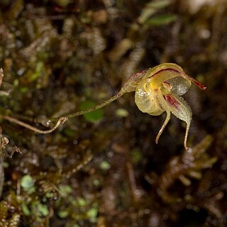 Masdevallia lamia unspecified picture