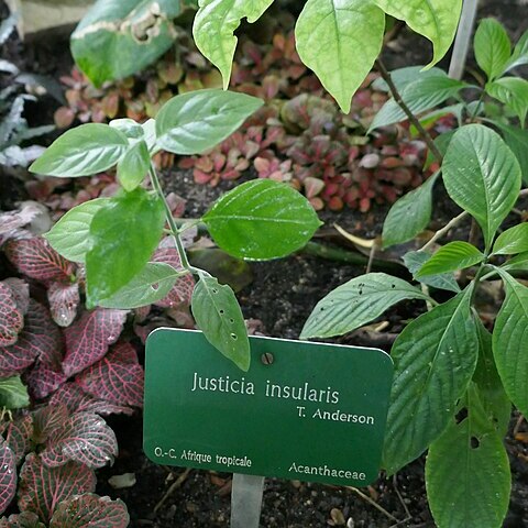 Justicia insularis unspecified picture