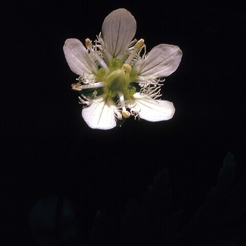 Parnassia fimbriata unspecified picture