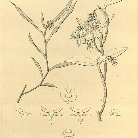 Epidendrum pentadactylum unspecified picture