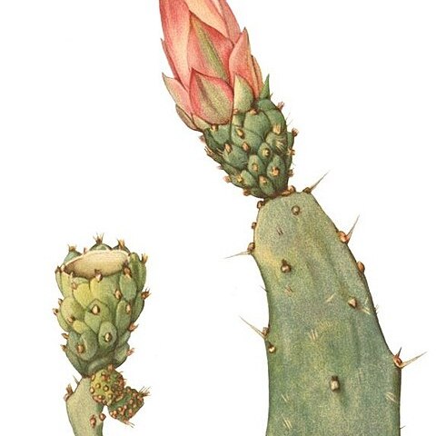 Opuntia auberi unspecified picture