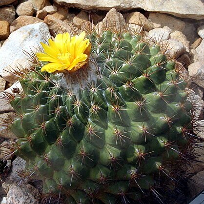 Thelocactus conothelos subsp. aurantiacus unspecified picture