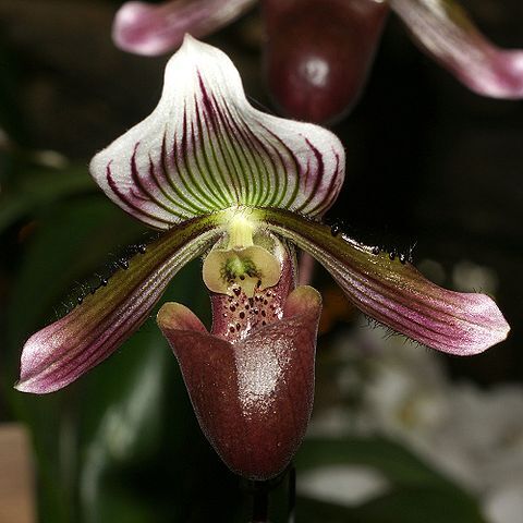 Paphiopedilum barbatum unspecified picture