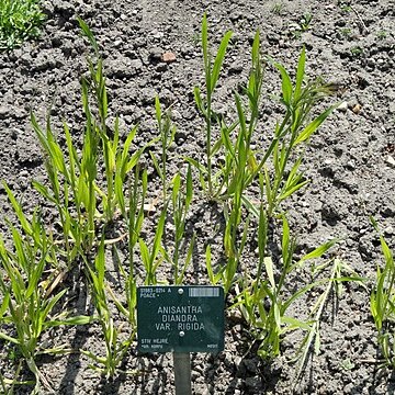 Bromus rigidus unspecified picture