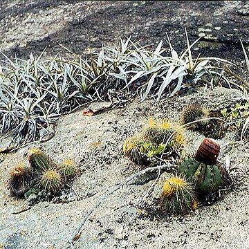 Orthophytum horridum unspecified picture