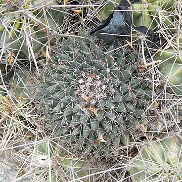 Mammillaria heyderi subsp. hemisphaerica unspecified picture