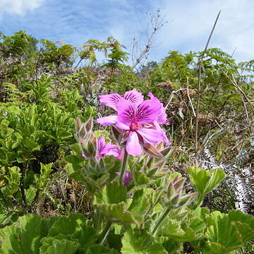 Pelargonium cucullatum (l.) l'her. unspecified picture