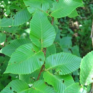 Betula chichibuensis unspecified picture