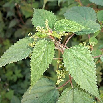 Laportea peduncularis unspecified picture