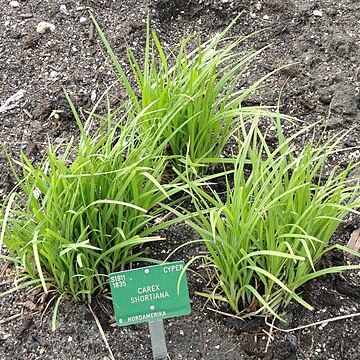 Carex shortiana unspecified picture