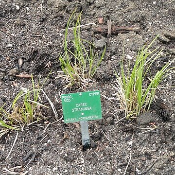 Carex straminea unspecified picture