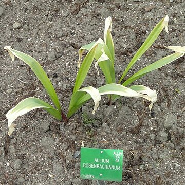 Allium rosenbachianum unspecified picture