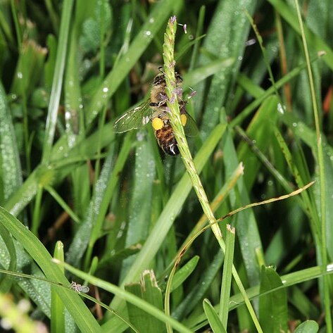 Eremochloa ophiuroides unspecified picture