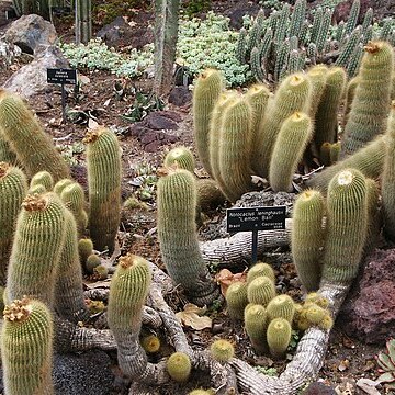 Parodia lenninghausii unspecified picture