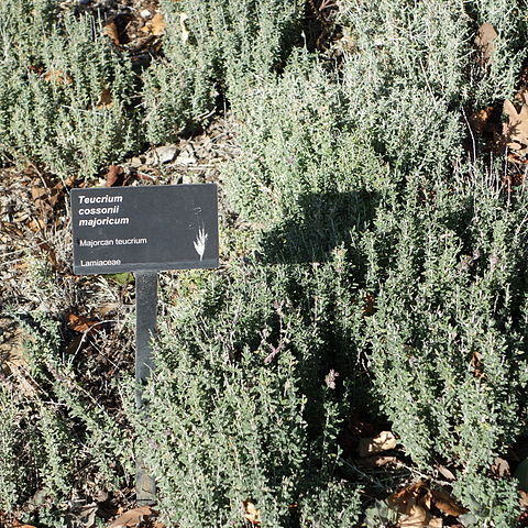 Teucrium cossonii unspecified picture