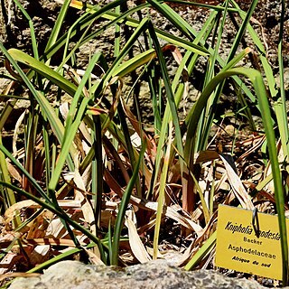 Kniphofia parviflora unspecified picture