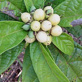 Cordia pilosa unspecified picture