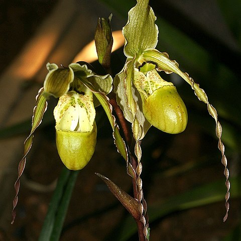 Phragmipedium christiansenianum unspecified picture